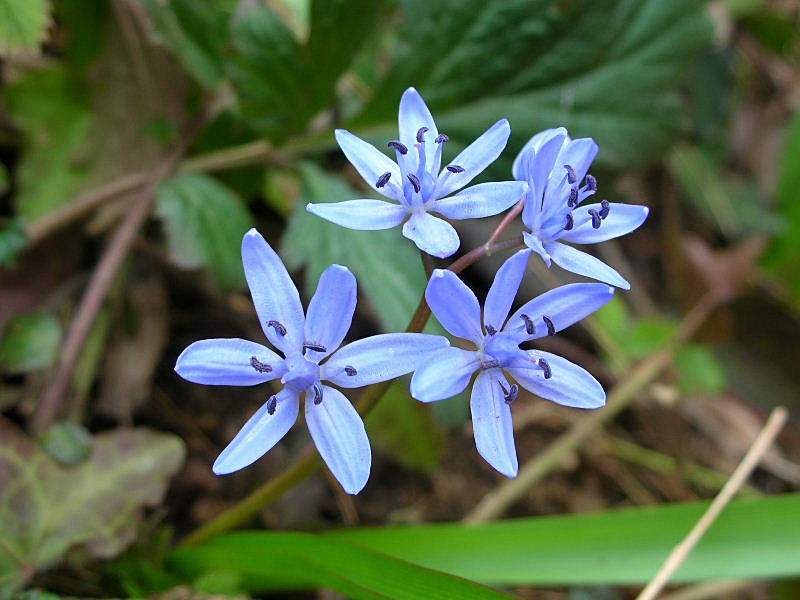 Scilla bifolia / Scilla silvestre